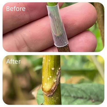 Nu 50% korting: 50 stuks siliconen entingshulzen voor fruitbomen – hogere slagingskans, biologisch afbreekbaar en zonder gereedschap